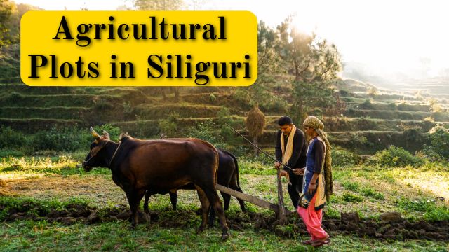 Plot in Siliguri